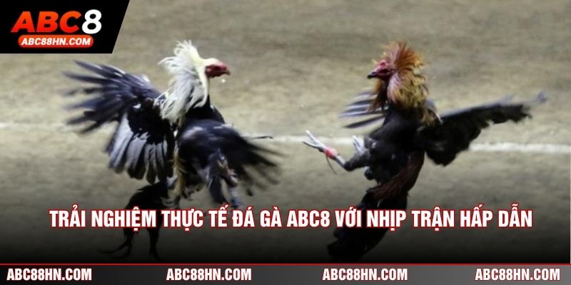 Trải nghiệm thực tế đá gà ABC8 với nhịp trận hấp dẫn